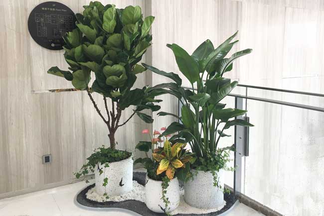 深圳前海国际聚会中心绿植效劳