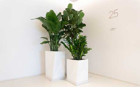 花卉绿植租赁养护收费标准？